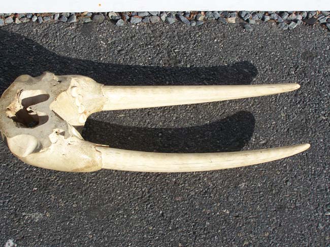 A RARE Antique Walrus Skull having both tusks, each measuring 26" long. — image 4